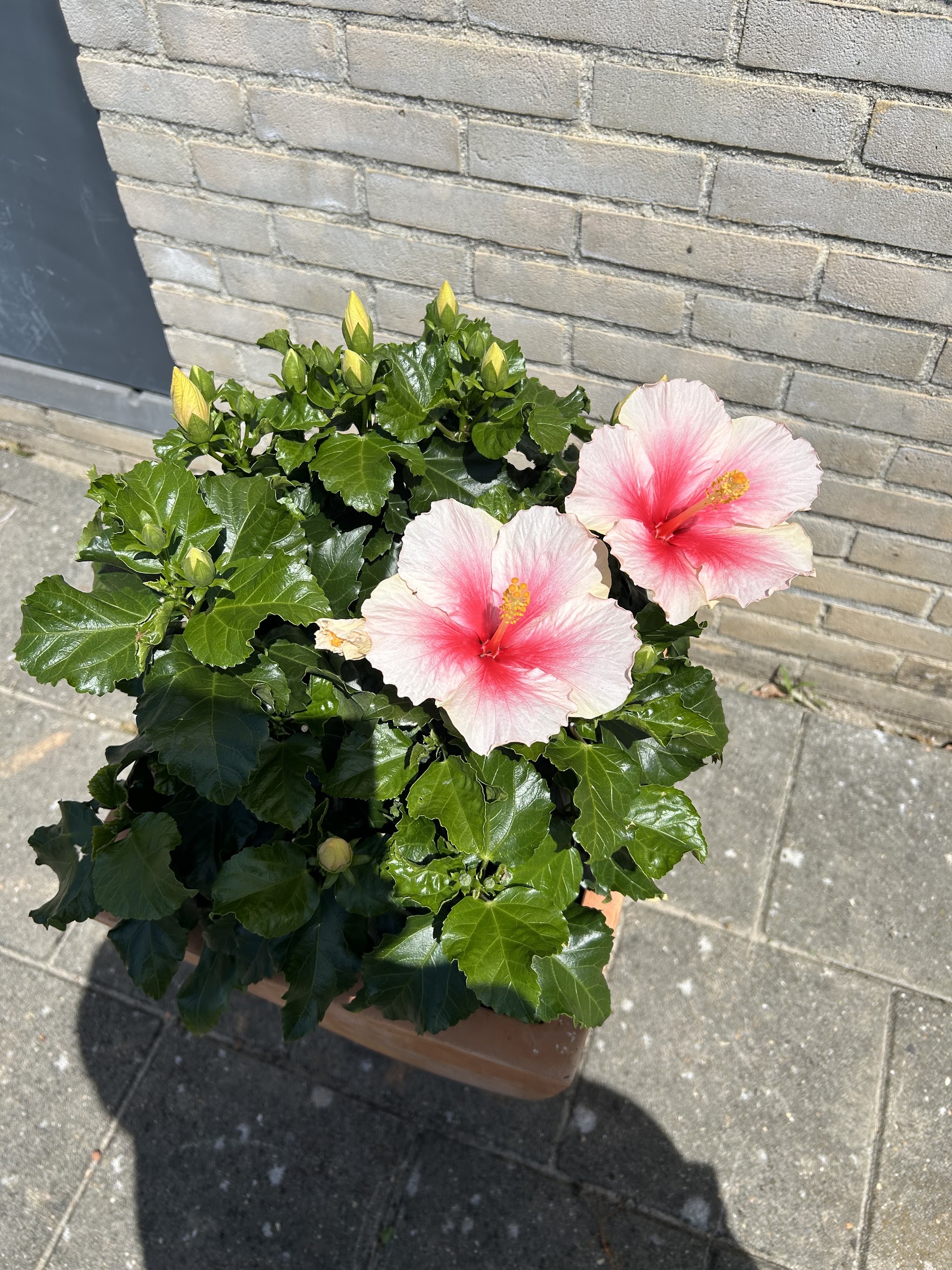Een bloeiende roze hibiscus in een pot bij de ingang